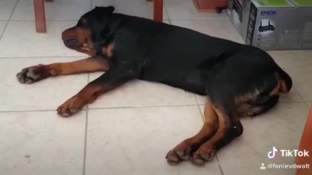 African Rhythm Rottweiler