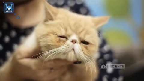 5 Causes of Stressed Cats and How to Overcome It