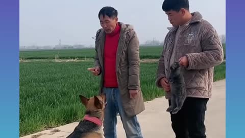 Smart dog video 2021