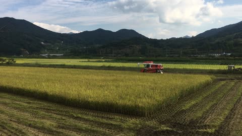Rice is harvested using a combine machine.