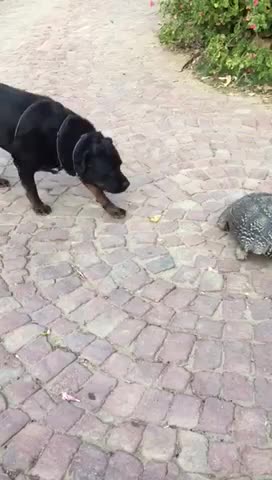 Doggie day life #1 tortoise