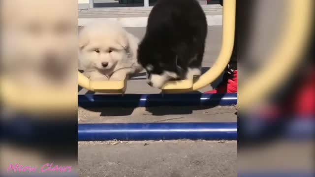Funny, Funny Moments New Compilation