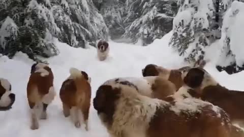 Mountain Dogs. snow dog.Full enjoy