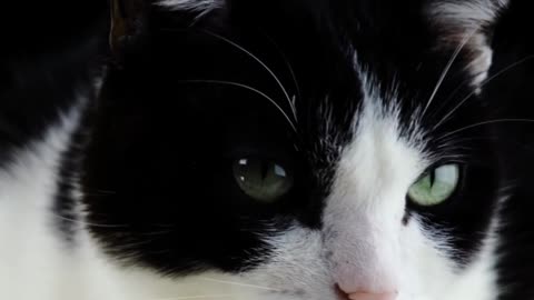 Cute Black and White Cat