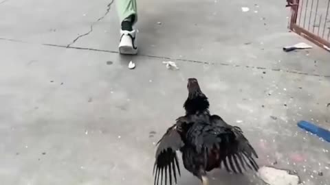 Brave chicken mother