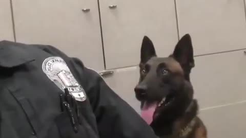 Funny Dog Videos 2021 It's time to LAUGH with Dog's life214