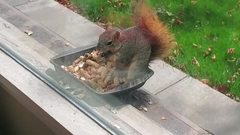 "New Guy" enjoys his lunch...
