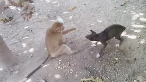 Monkey vs Dog Very Funny Fight