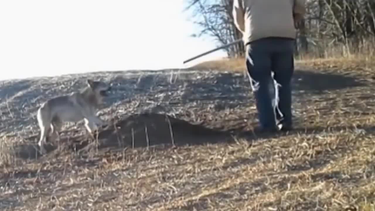 Rescuing Wild Animals from Poaching Traps