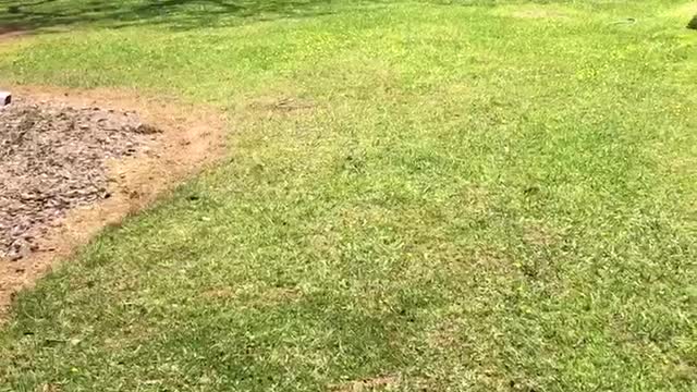 Cute Dog Goes crazy over her Bark Box!