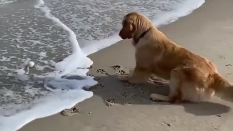 Dog 🐕🐕 playing water