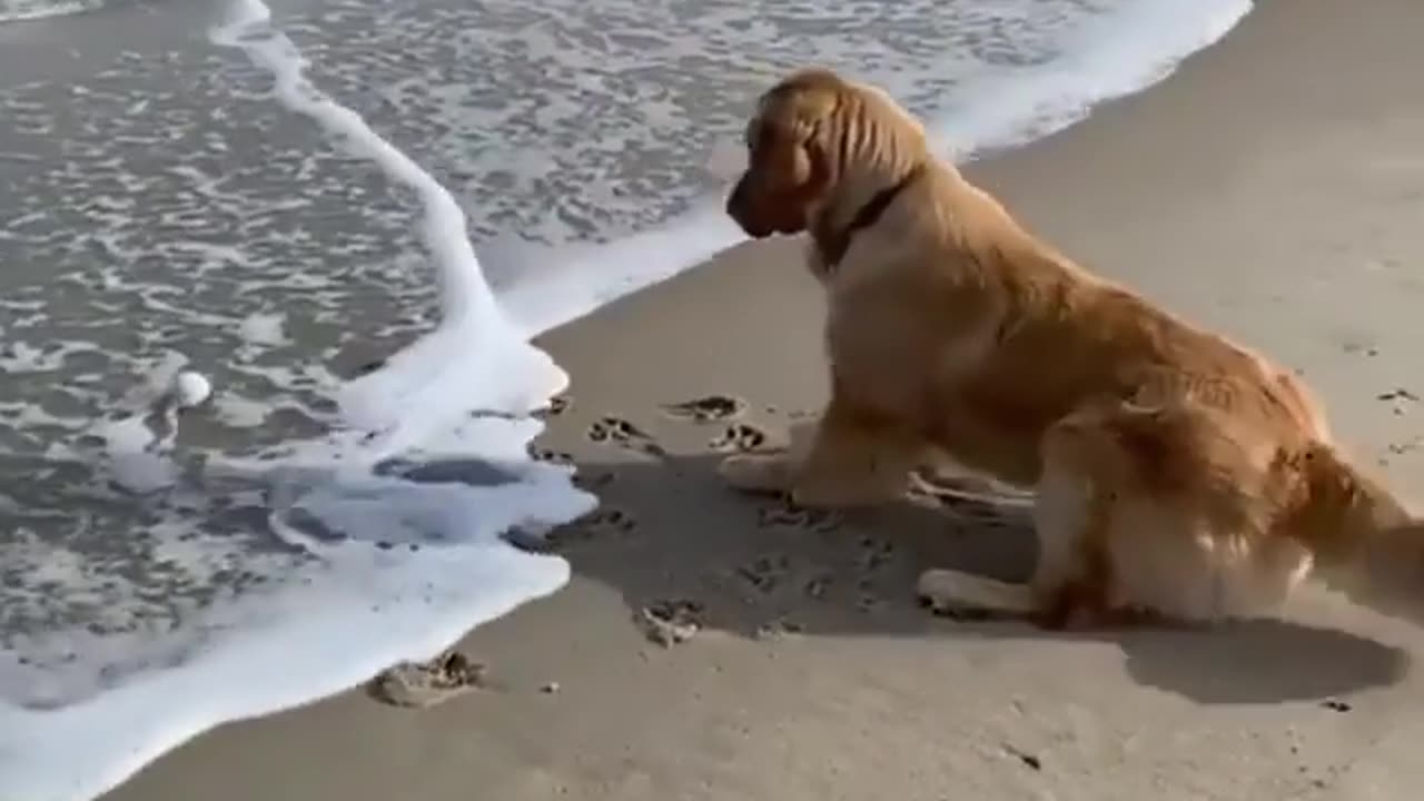 Dog 🐕🐕 playing water