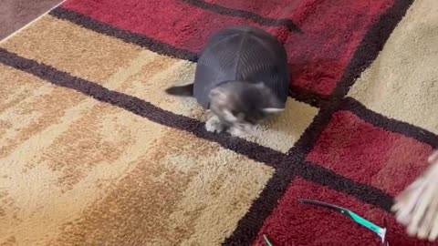 Turtle or Kitty?