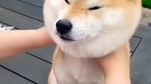 Cute dog 🐕