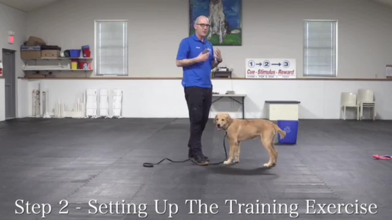 How to teach your dog to stop jumping up in4 simple steps