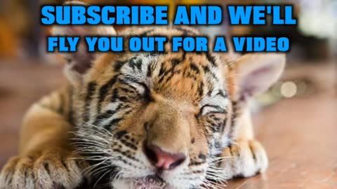 SURPRISING BEST FRIENDS WITH BABY TIGER CUBS