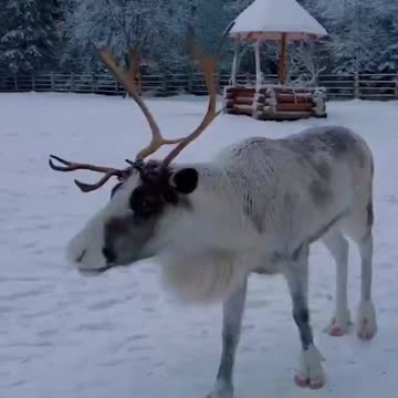 Albino reindeer. Awesome 👍👍