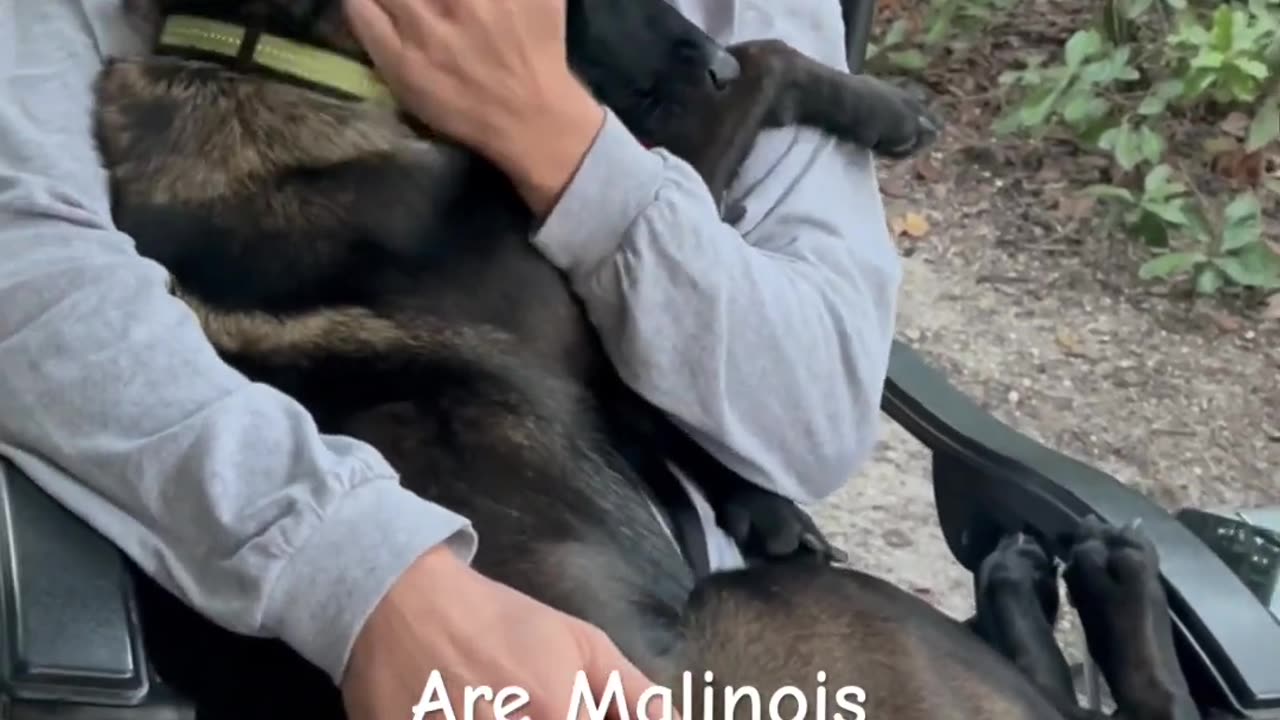 Are Malinois Affectionate Dogs --- #dog #belgianmalinois #gooddog