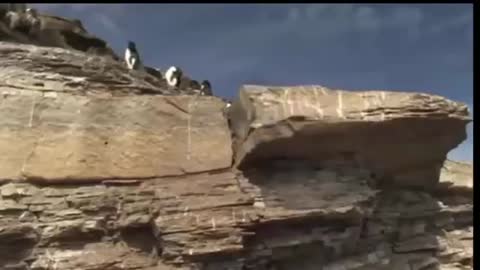 CUTE FUNNY penguins, falling down in the snow