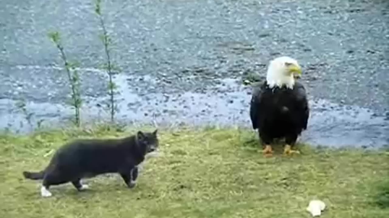 Hilarious Cat and Eagle Showdowns