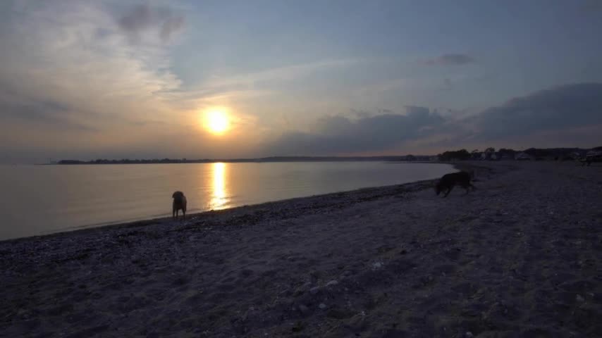 Dogs enjoy exploring the shoreline at Sunset at a Westport, Connecticut Beach