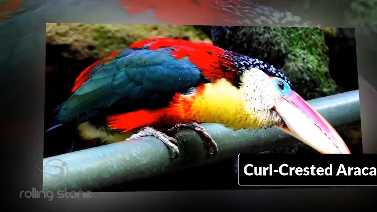 Nice 10 birds /this is very nice birds