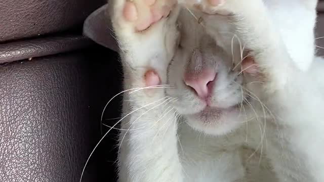 close-up-video-of-a-cat