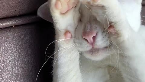 close-up-video-of-a-cat