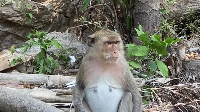 Animals explain the rest of Hallelujah