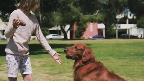 Cute dog playing with girl