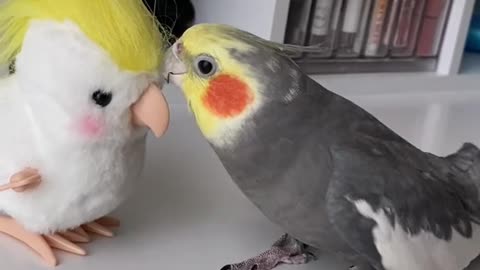 Cute 🐦