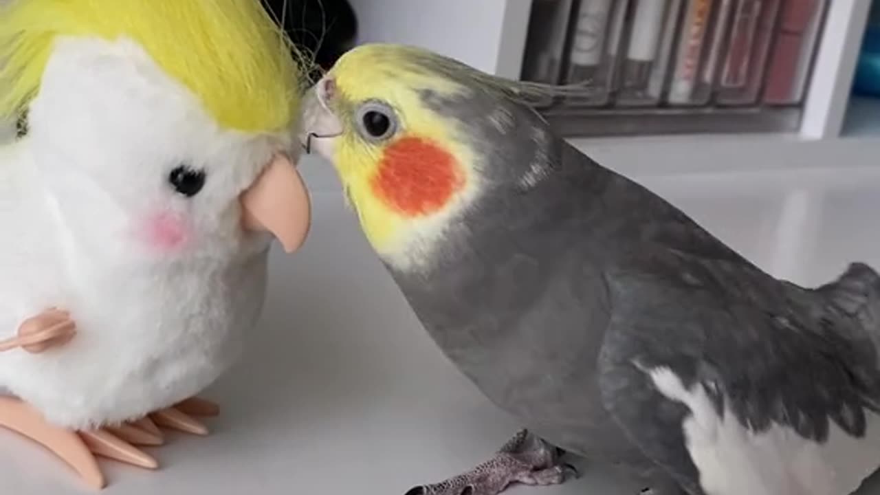 Cute 🐦