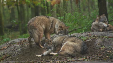 wolf in the forest vol2