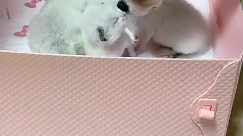 Dog and Puppy Funny Video