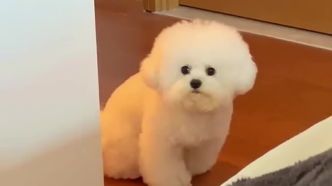 How WOULD You RATE this DOG 😱 | Wholesome Animals