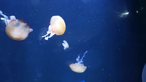 A Beautiful Sight to see Jellyfish Swimming in the Deep Blue Sea