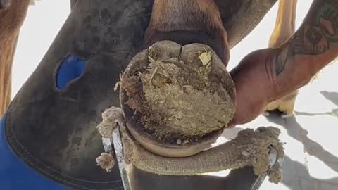 changing horse shoes