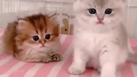 Funniest Videos 2023 😂 Funny Cats 🐱