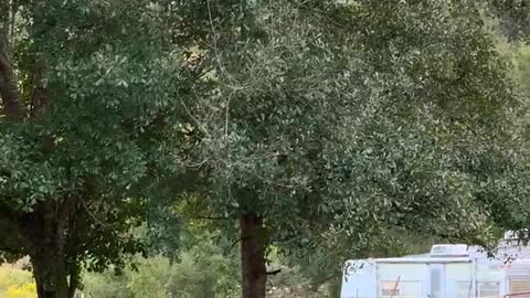 Cockatoo loves free flight