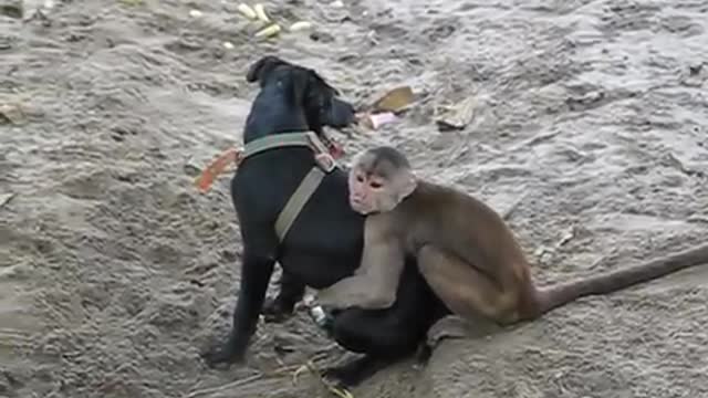 Funny monkeys and little puppy are playing together!