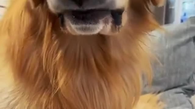 All Bark, No Bite Yet