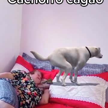 poop dog on top of owner