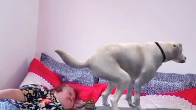 poop dog on top of owner