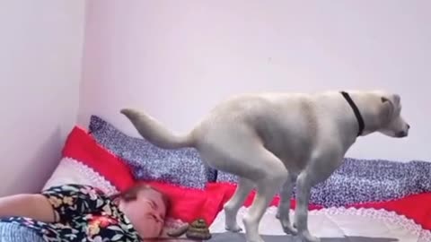 poop dog on top of owner