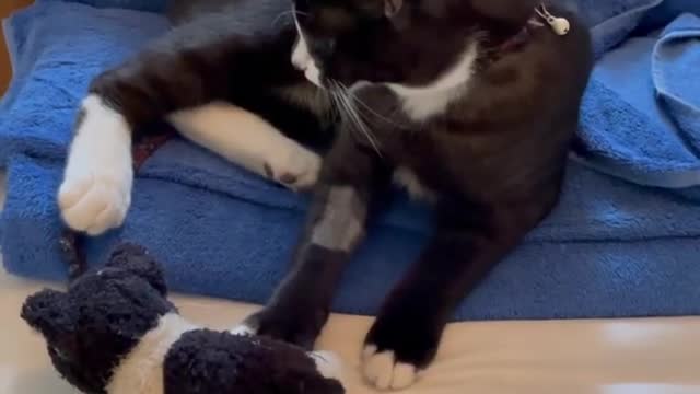 Cat fighting and loving with teddy very innocently