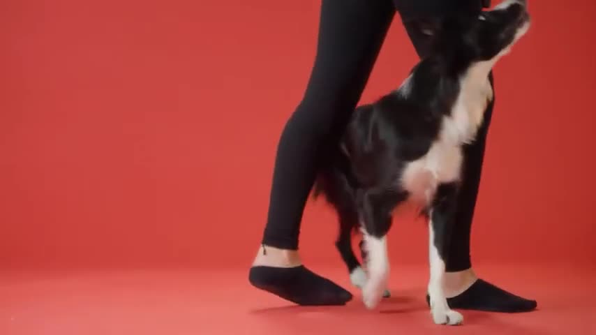 Dog training video