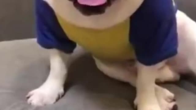 Watch this pets go crazy, really funny and cute