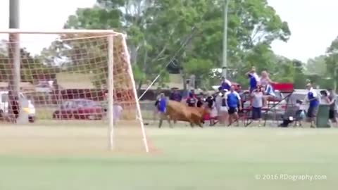 Escaped bull charges players at Australian junior football match