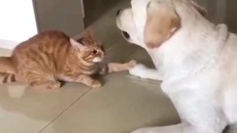 Cat just tries to share love with dog