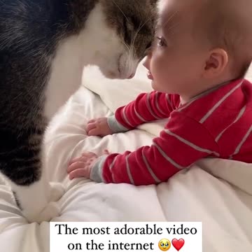 "Furry Friends and Heartwarming Moments: The Most Adorable Video the Internet Has to Offer!"